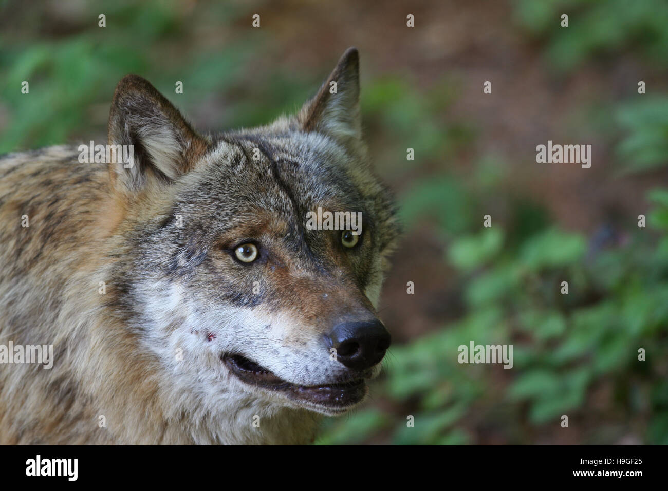 Loup dans la forêt de la Bayerische Wald Parc National en Allemagne Banque D'Images