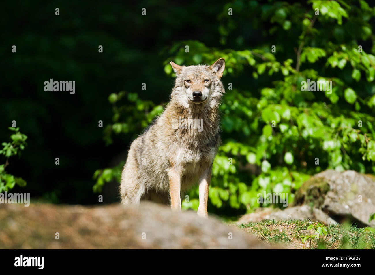Loup dans la forêt de la Bayerische Wald Parc National en Allemagne Banque D'Images