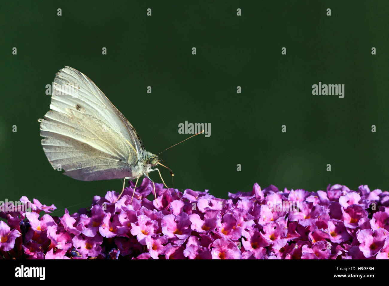 Petit papillon blanc se nourrissant d'un Buddleia violet dans un jardin anglais Banque D'Images
