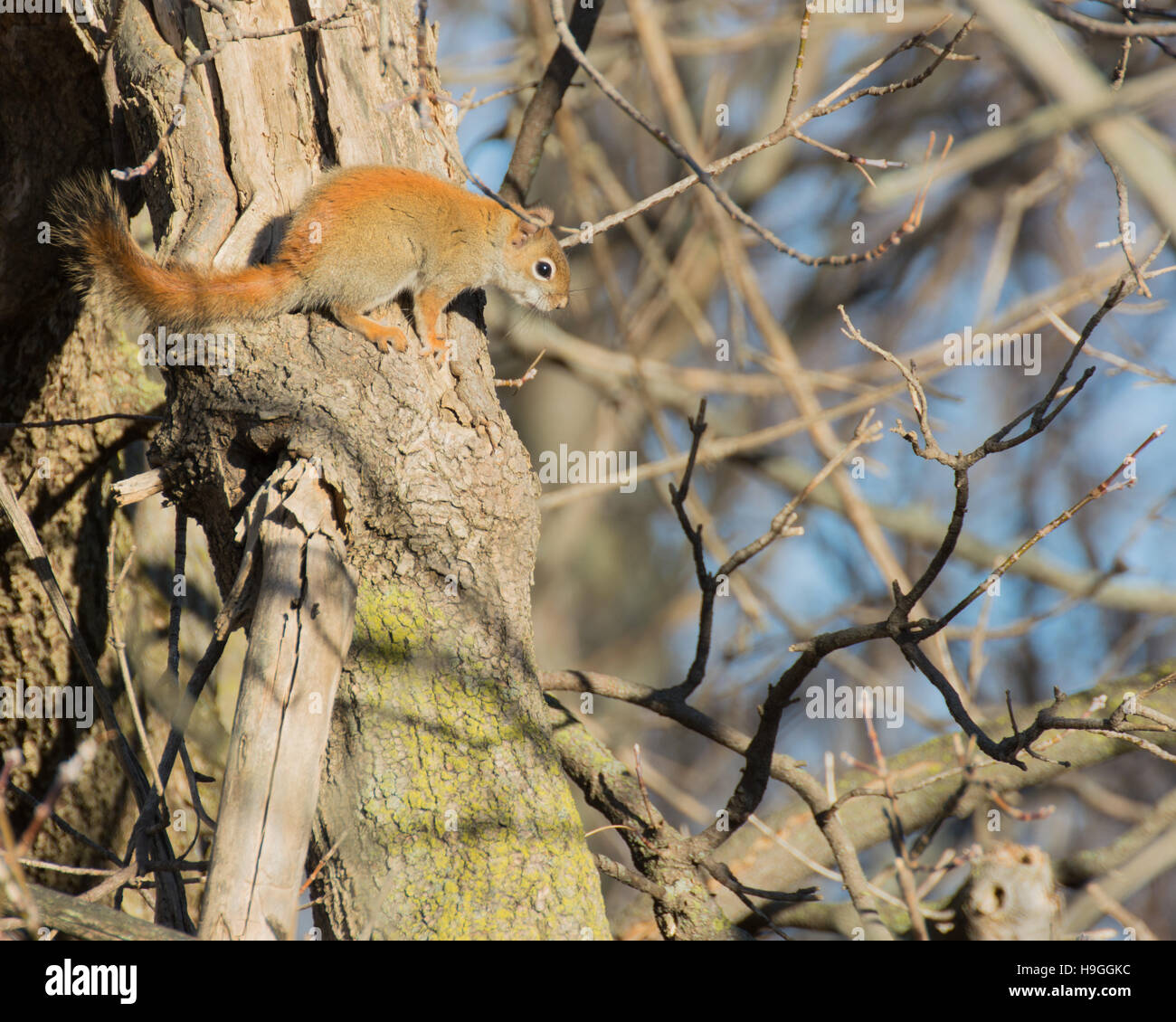 Un écureuil roux perché dans un arbre. Banque D'Images