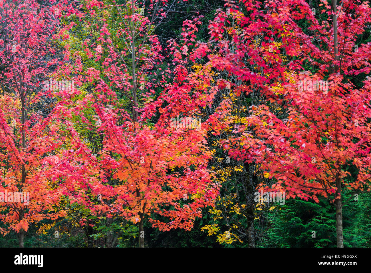 Couleurs de l'automne à Vancouver Banque D'Images