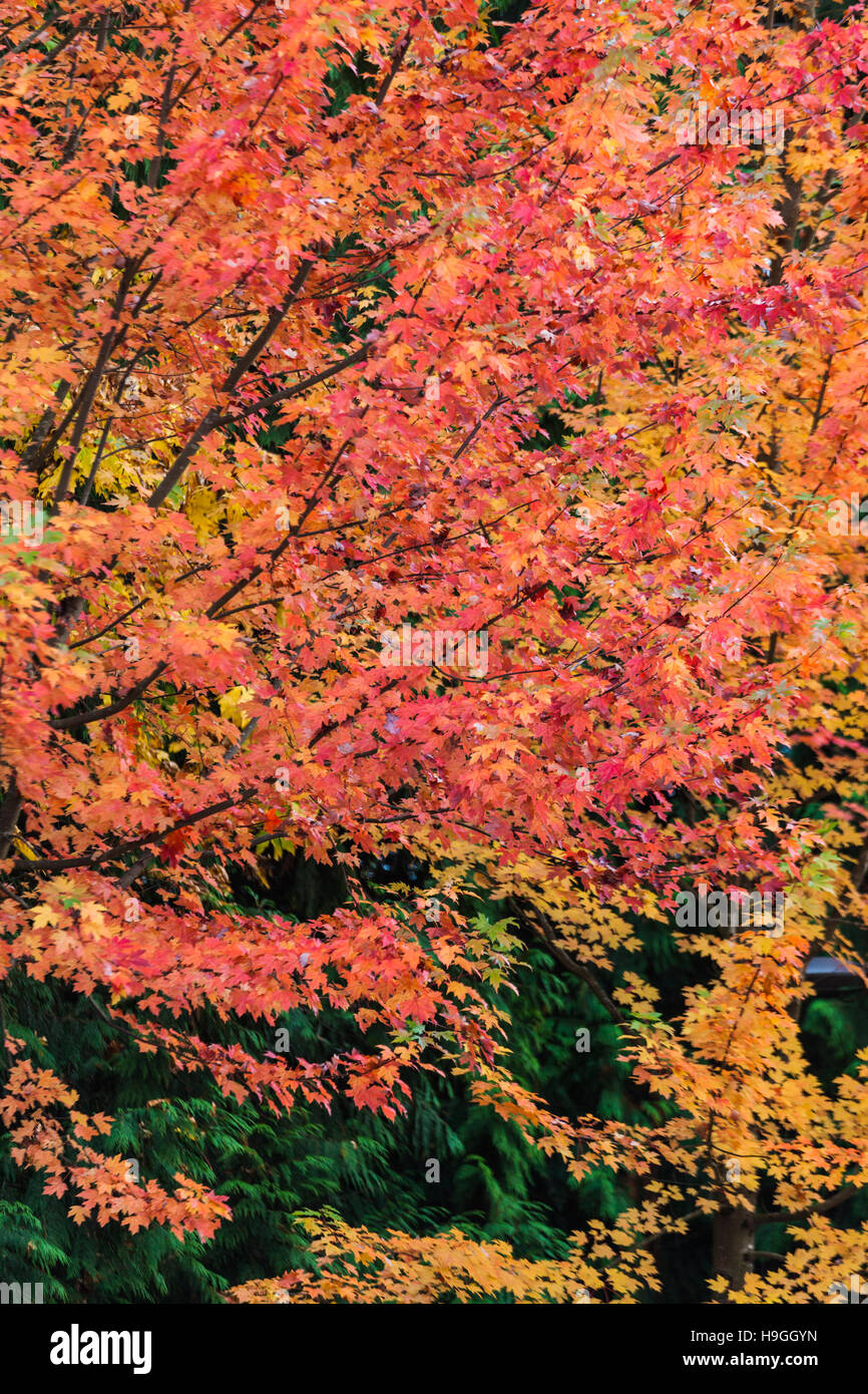 Couleurs de l'automne à Vancouver Banque D'Images