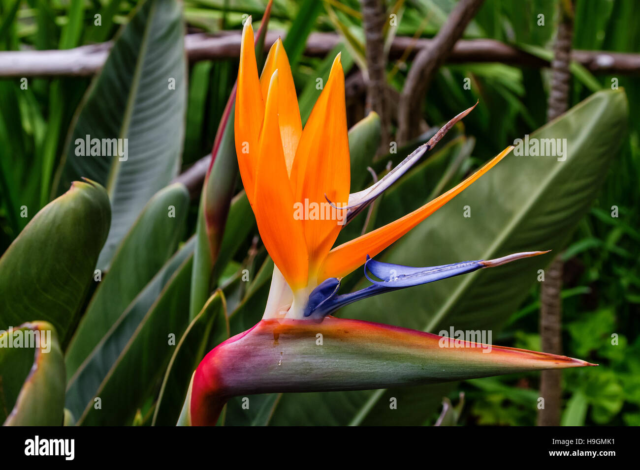 Oiseau du Paradis Strelitzia flower fleur ou de l'île de Madère, Portugal Banque D'Images Oiseau du Paradis Strelitzia flower fleur ou de l'île de Madère, Portugal Banque D'Images