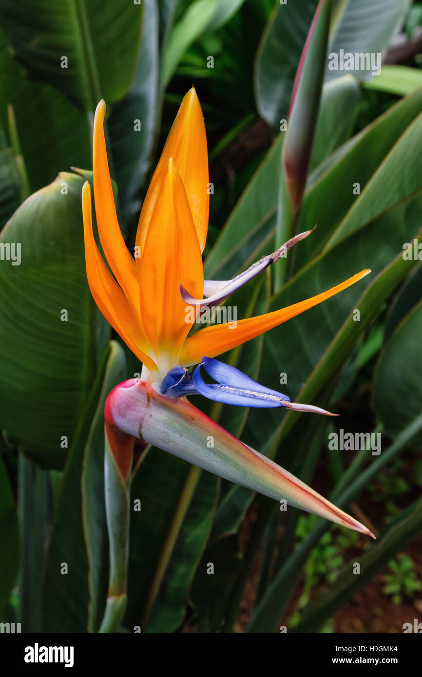 Bird of Paradise flower de l'île de Madère, Portugal Banque D'Images Bird of Paradise flower de l'île de Madère, Portugal Banque D'Images