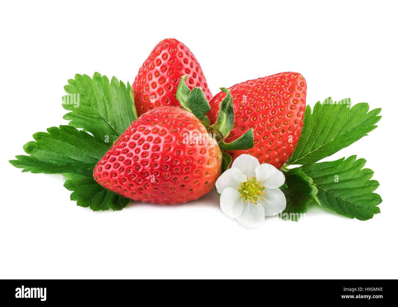 Les Fraises Fraises biologiques avec des feuilles vert sur blanc Banque D'Images