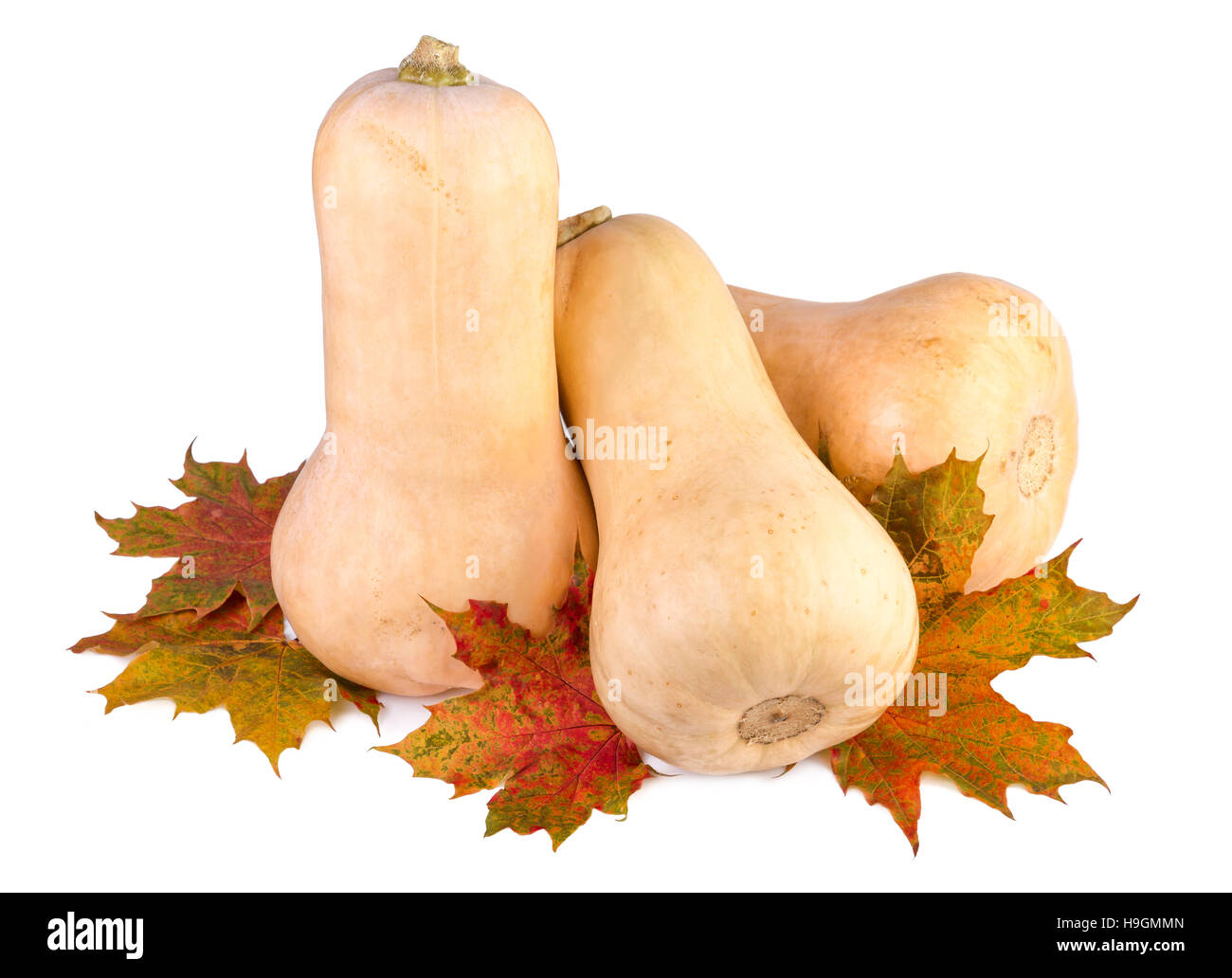 Citrouilles Butternut avec automne feuilles isolées sur fond blanc Banque D'Images