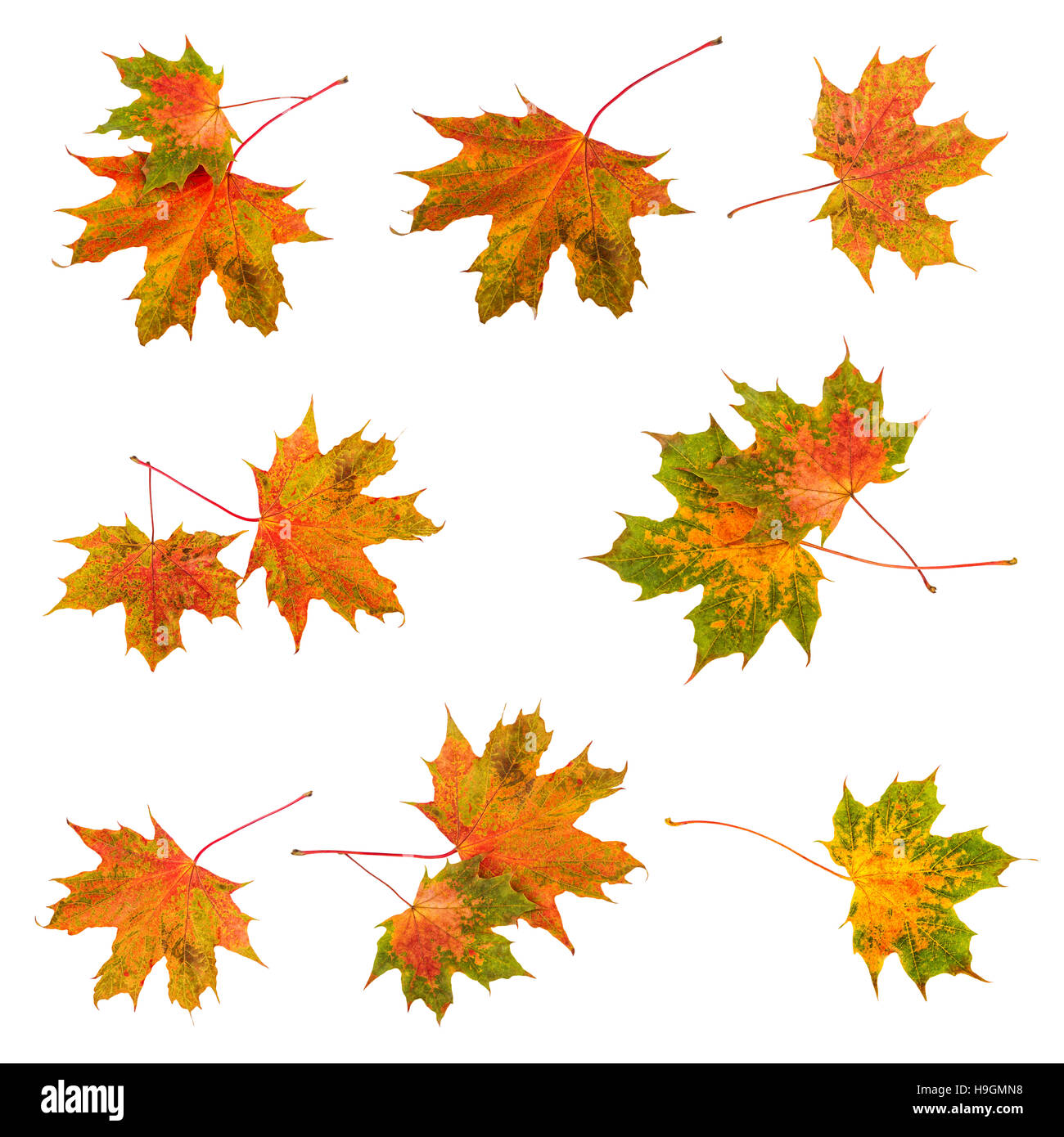Feuille d'automne feuilles d'érable collection. Les feuilles d'automne colorées isolé sur fond blanc. Banque D'Images
