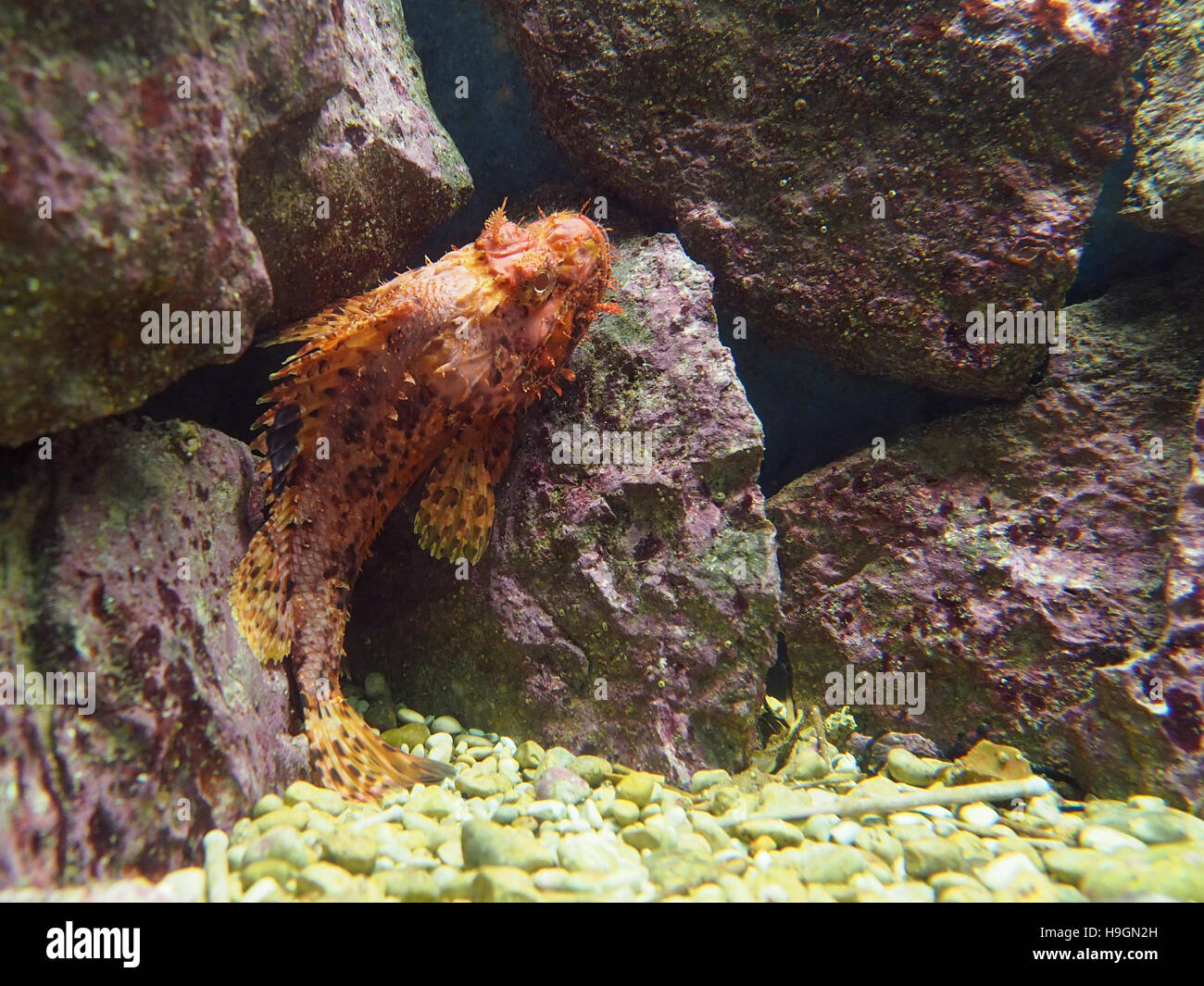Des poissons exotiques dans un aquarium Banque D'Images