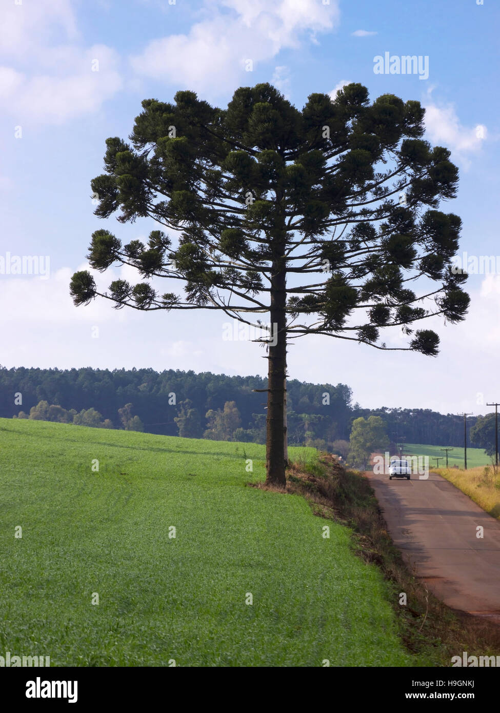 Arbre Araucaria (Araucaria angustifolia) dans les régions rurales du comté de Tamarana, État de Parana, Brésil. Banque D'Images
