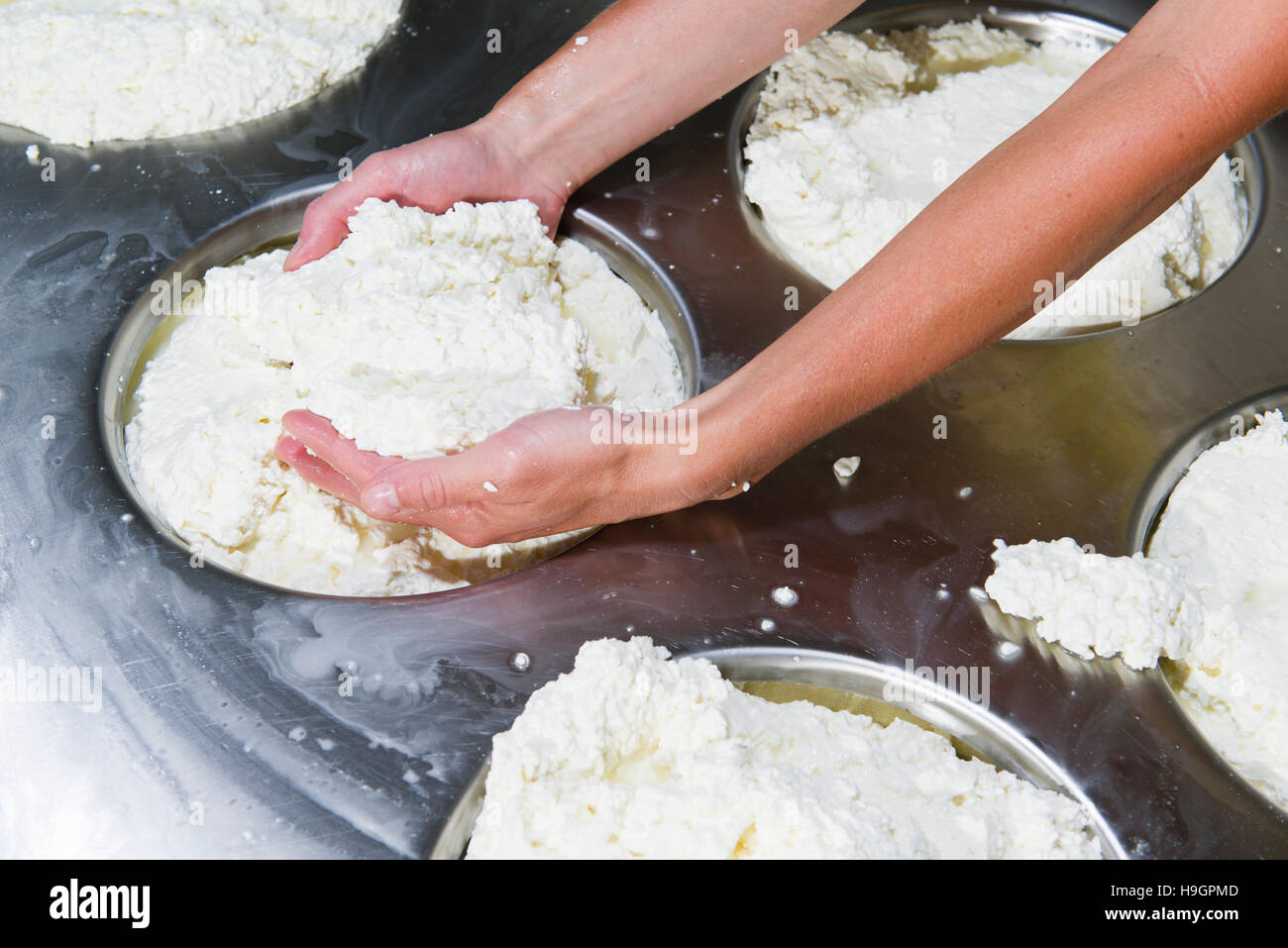 Fromagers de la préparation du fromage frais à la diviser en plusieurs morceaux et formulaires Banque D'Images