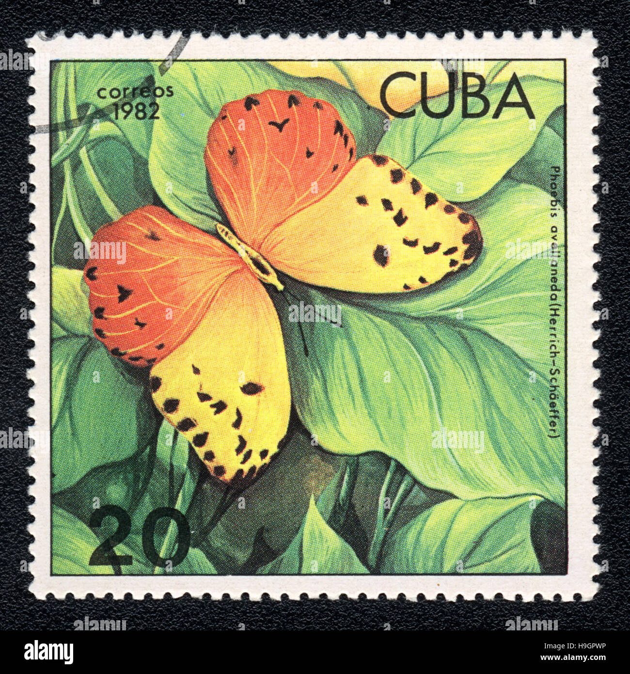 Un timbre-poste imprimé en Cuba montre un rouge papillon-éclaboussé le soufre (phoebis avellaneda) , 1982 Banque D'Images