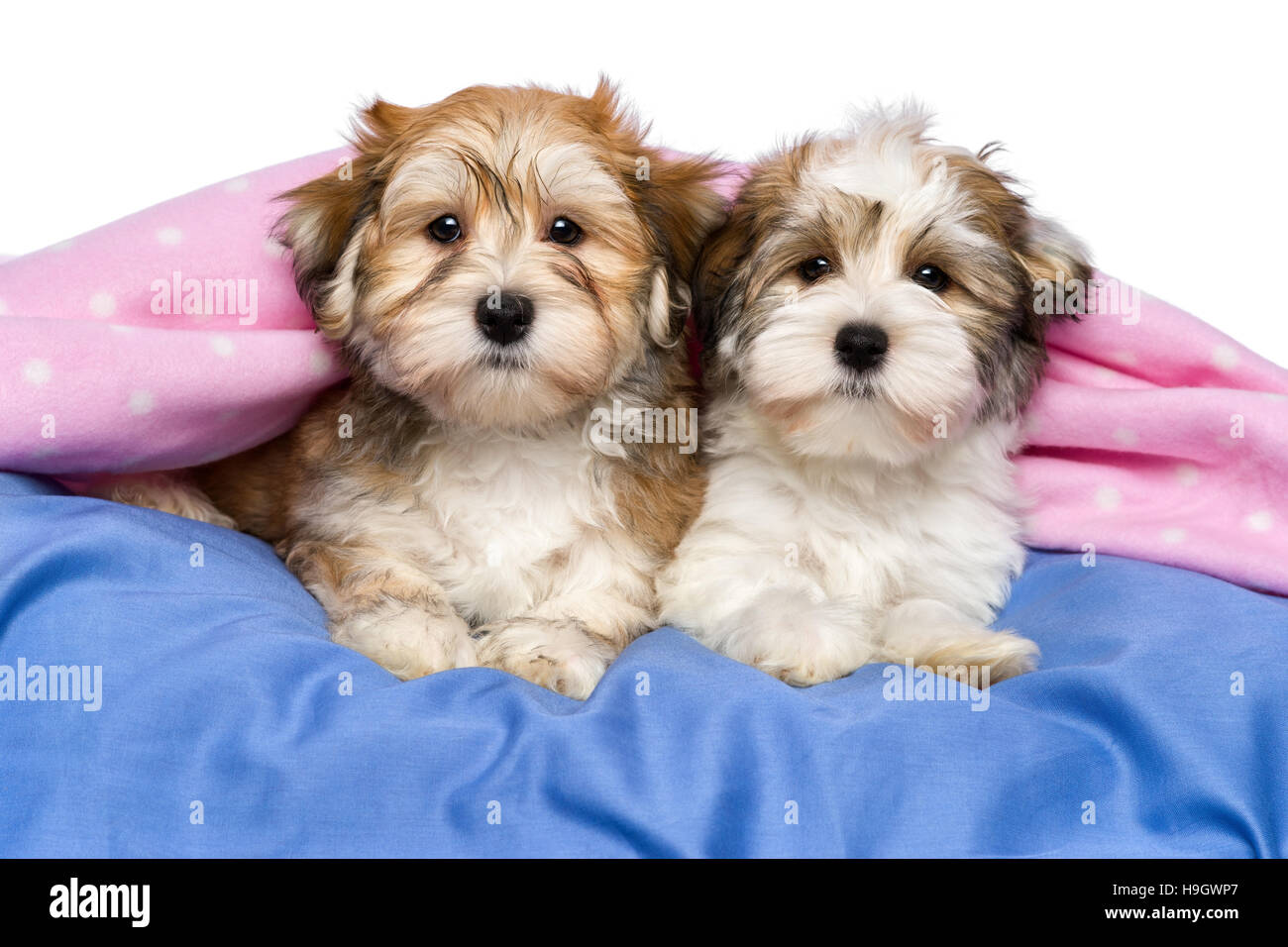 Deux adorables petits chiots Bichon Havanais sont sur un lit sous une couverture rose Banque D'Images