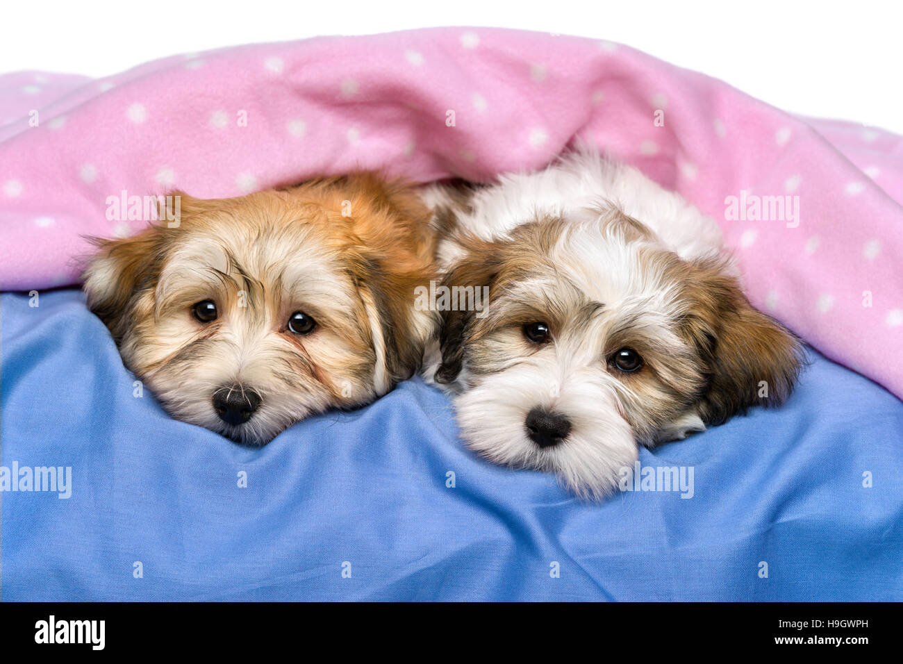 Deux adorables petits chiots Bichon Havanais se reposent sur un lit sous une couverture rose Banque D'Images