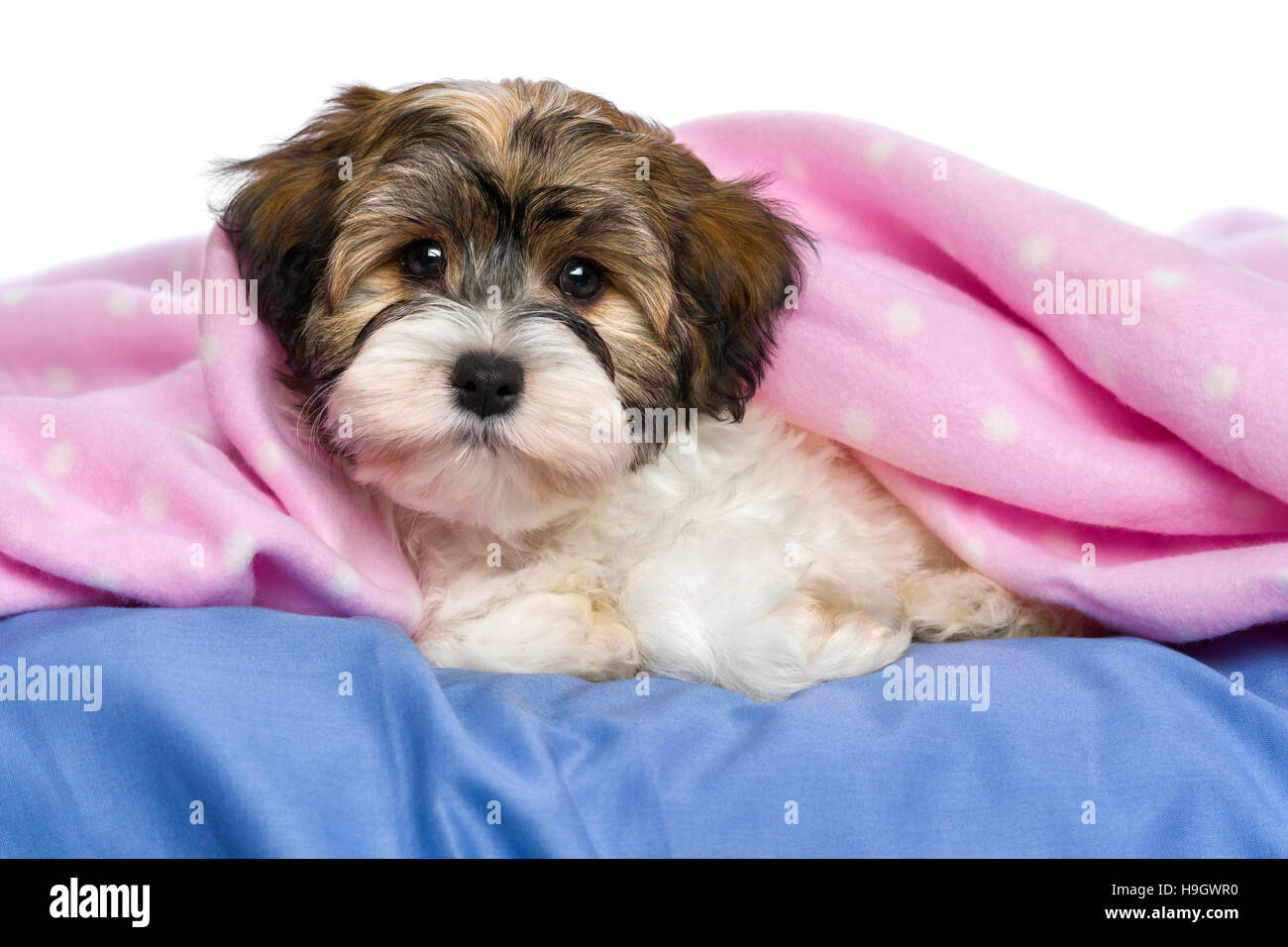 Adorable petit chiot Bichon Havanais tricolore chien est allongé sur un lit dans une couverture rose Banque D'Images