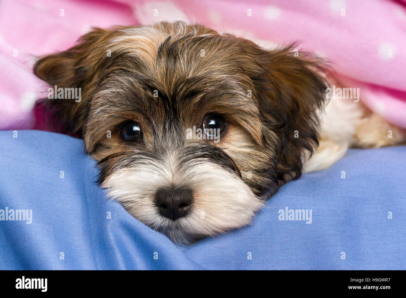 Close-up portrait of a cute little Havanese puppy tricolore chien est allongé sur un lit dans une couverture rose Banque D'Images