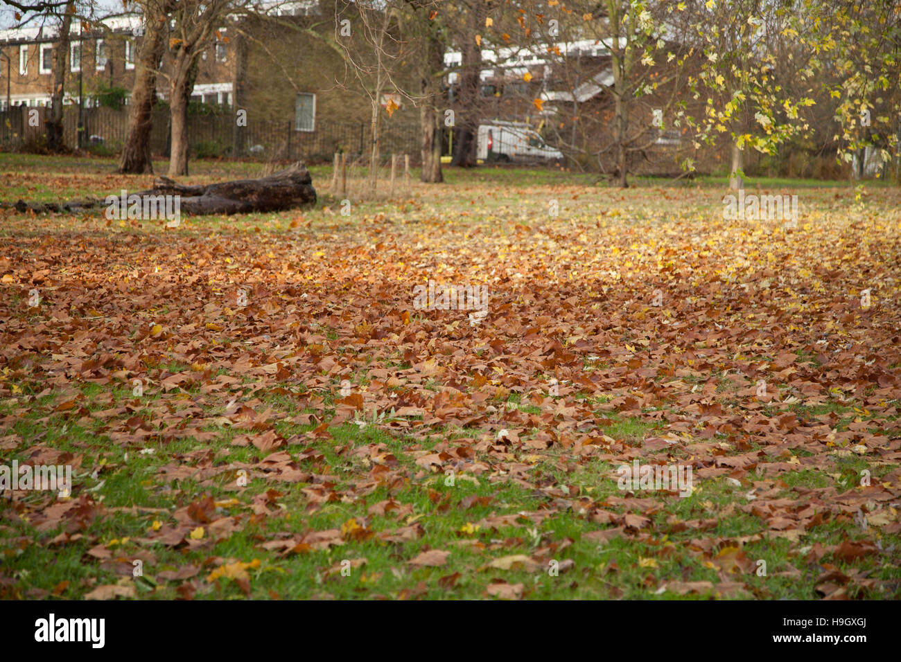 Londres Brockwell Park 22 Novembre 2016 ©fotographic.eu Banque D'Images