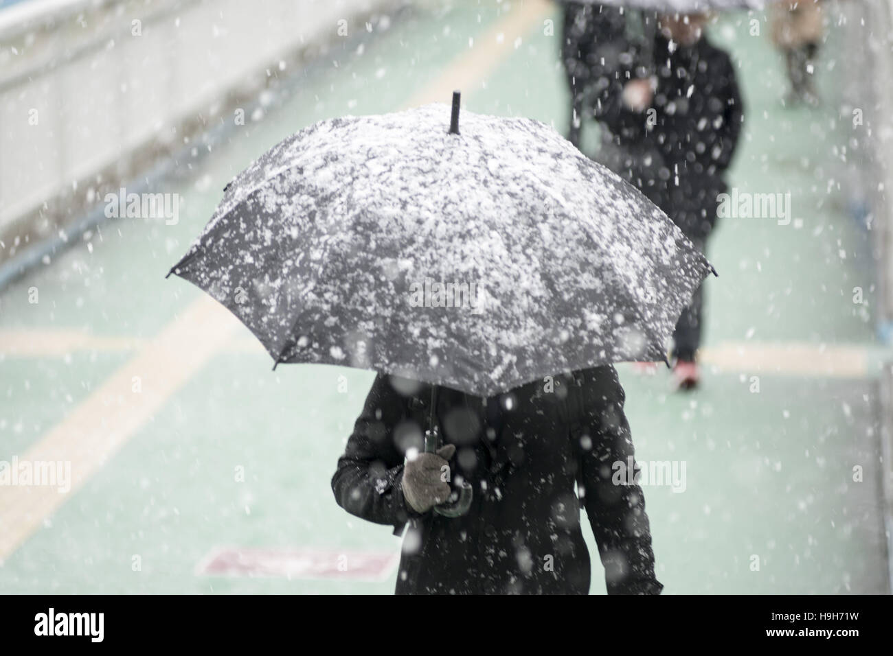 Tokyo, Tokyo, Japon. 24 Nov, 2016. La neige et le grésil est tombé à Tokyo et dans d'autres régions de l'Est du Japon, la première neige en novembre dans la capitale en 54 ans, l'Agence météorologique japonaise a dit. Credit : Alessandro Di Ciommo/ZUMA/Alamy Fil Live News Banque D'Images