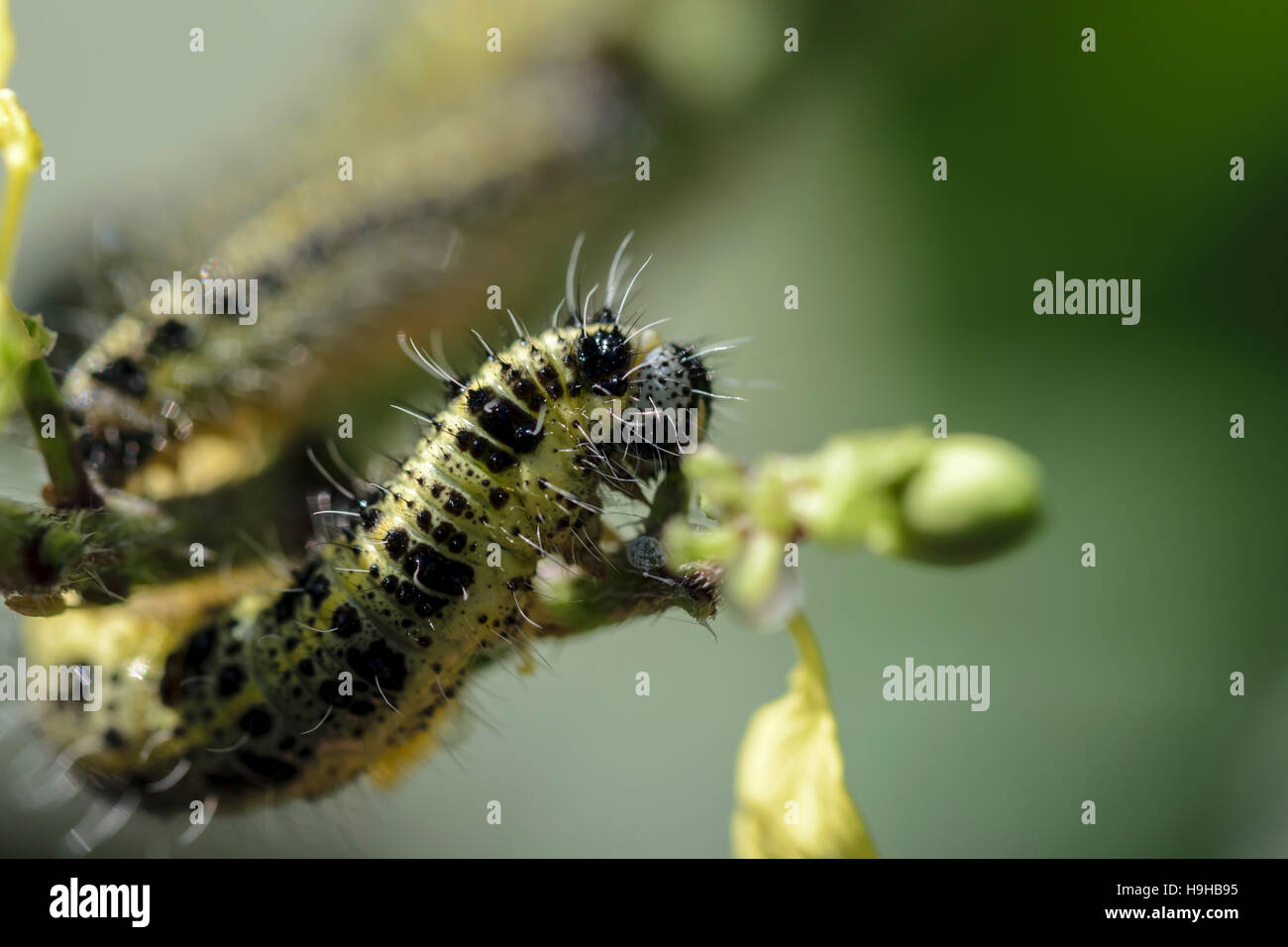 Grand papillon blanc caterpillar Pieris brassicae se nourrissant de Charlock Sinapis arvensis chou sauvage Banque D'Images