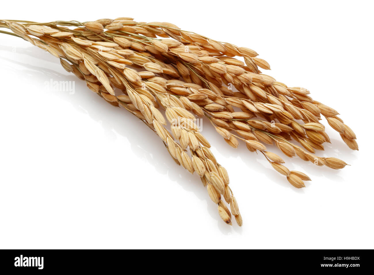 Tiges de riz paddy. Isolé sur fond blanc Banque D'Images