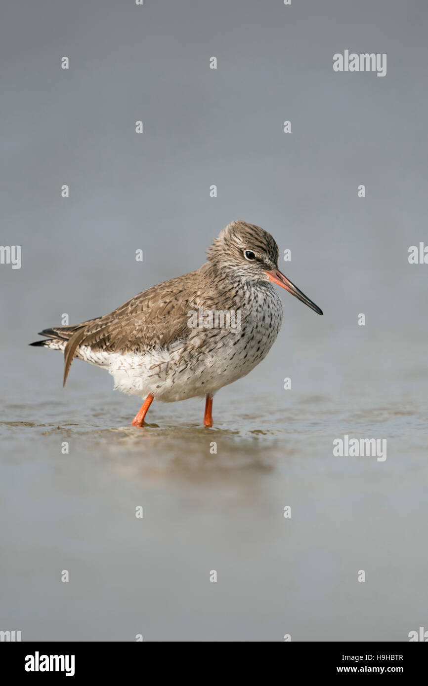 / Chevalier arlequin Tringa totanus Rotschenkel ( ), de se perdre dans des eaux peu profondes dans la mer des Wadden, à chercher de la nourriture, de la faune, de l'Allemagne. Banque D'Images