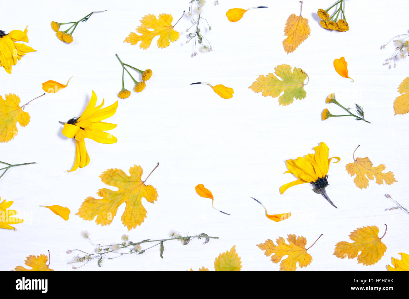 Arrière-plan de fleurs jaunes et des feuilles d'automne.concept.Type télévision, vue du dessus Banque D'Images