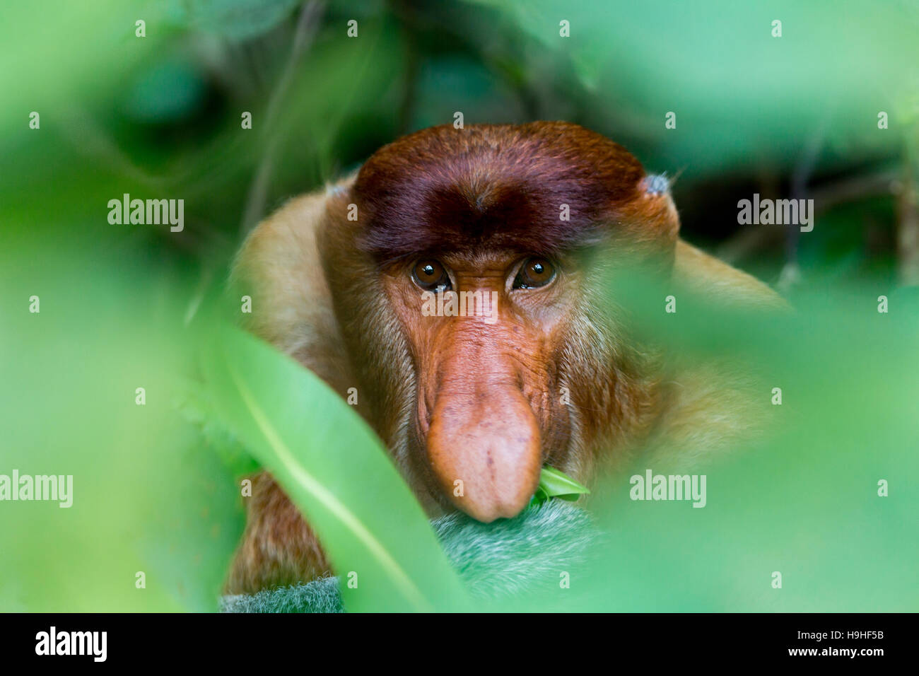 Je voulais prendre une photo de contact avec les yeux d'un homme singe Proboscis à Bornéo. La lueur dans ses yeux rend ce shot plus fort. Banque D'Images
