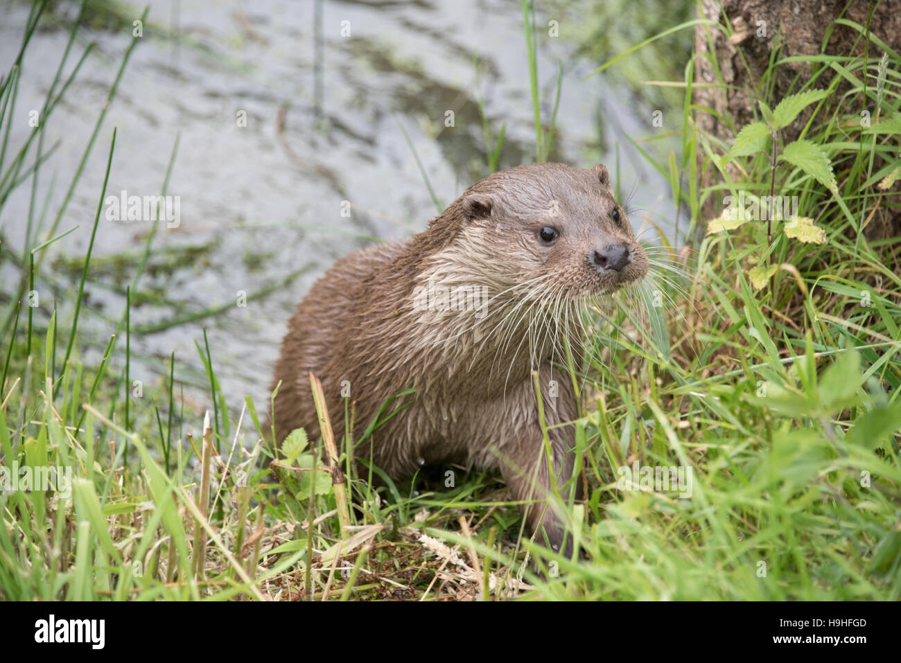 Otter laisser de l'eau Banque D'Images