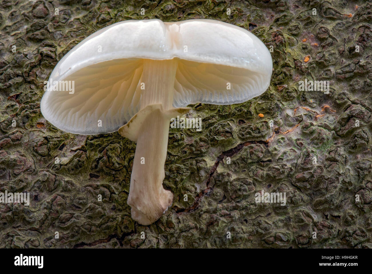 Hêtre visqueux Cap toadstool Banque D'Images