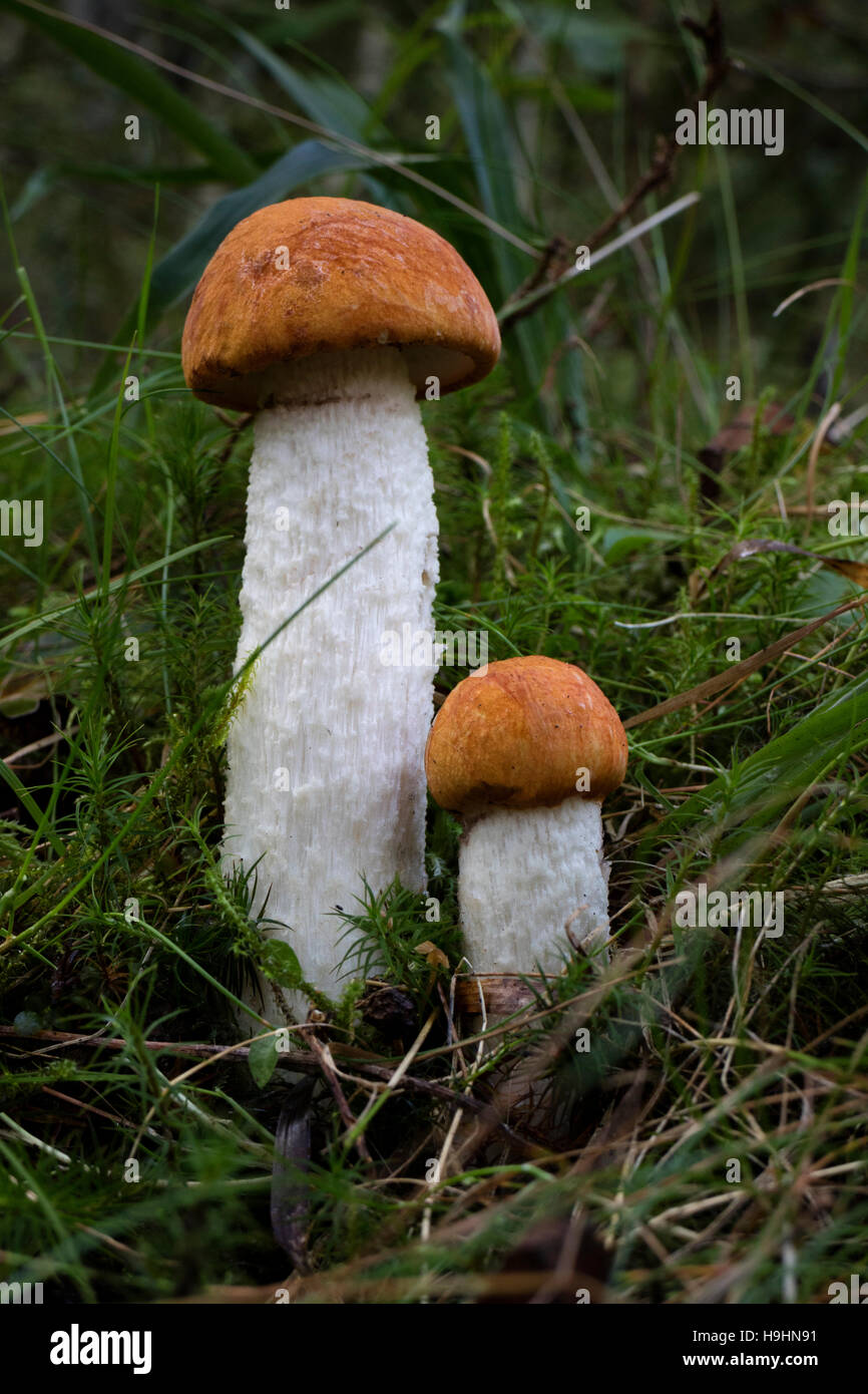 Bouleau Orange bolet de champignons dans la forêt Banque D'Images