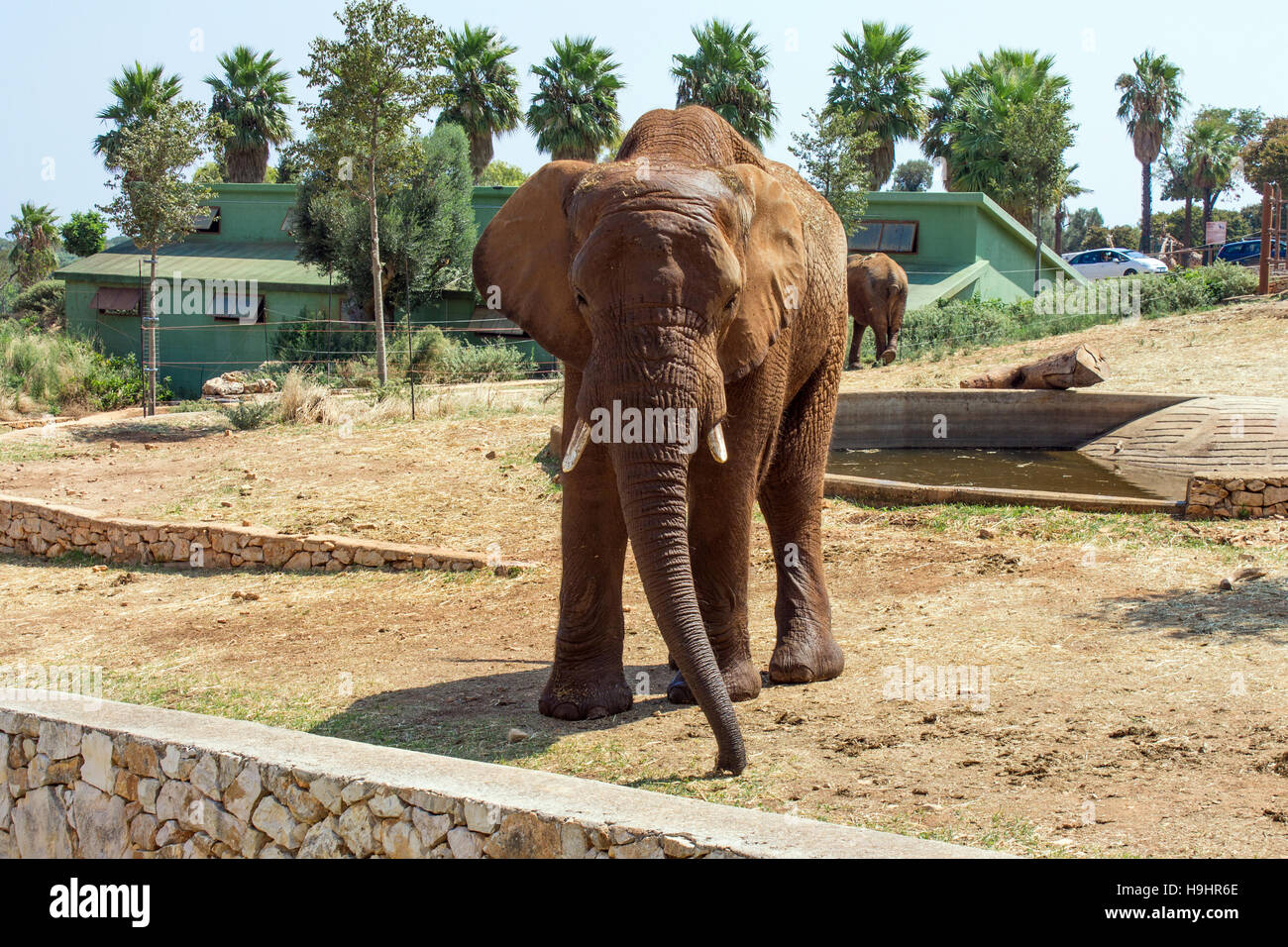 Italie, Pouilles, Fasano, zoo safari Fasanolandia, éléphant Banque D'Images