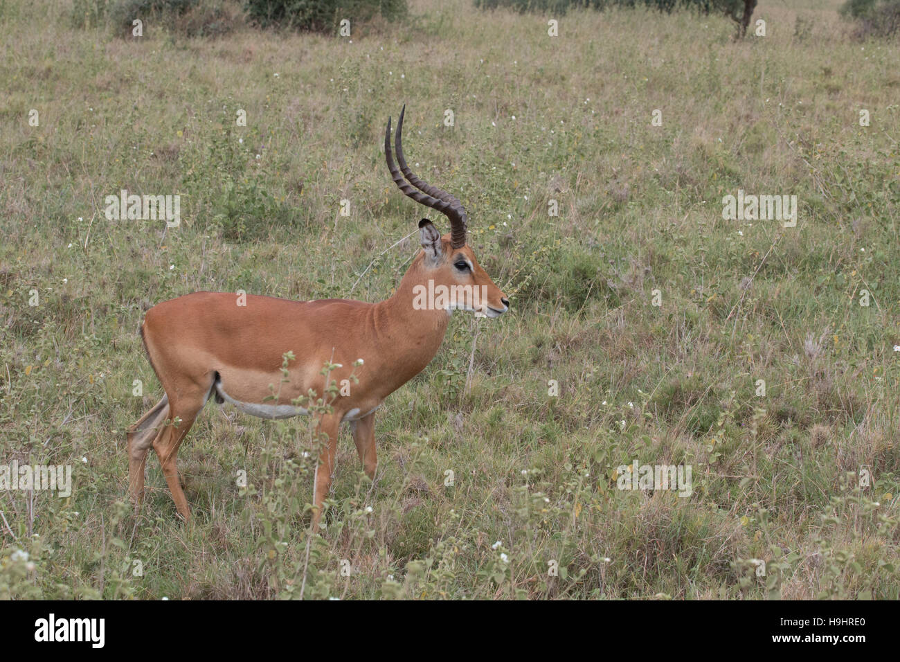 Long coup d'antilopes Banque D'Images