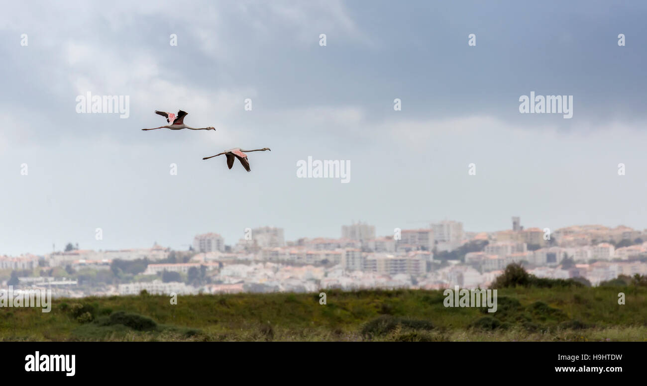 Flamant rose Phoenicopterus roseus survolant réserve naturelle à Alvor, Algarve, Portugal, Europe Banque D'Images