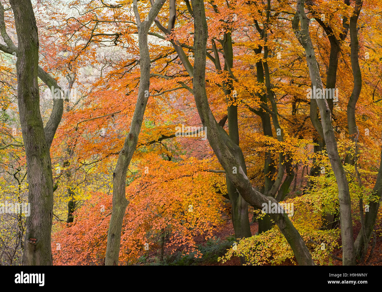 Les hêtres en automne le long de la plage à pied sur la colline Wrekin, Shropshire, Englnd, UK Banque D'Images