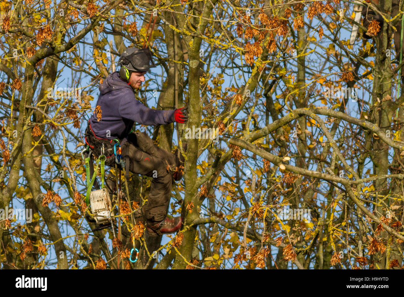 Tree Surgeon personne dans un arbre l'évaluation des dommages après les tempêtes, Yorkshire, UK Banque D'Images