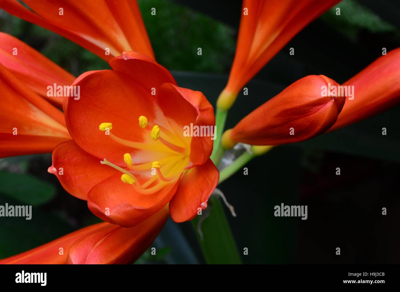 Clivia miniata Orange - gros plan de fleur orange foncé en forme de  trompette. Amaryllidaceae. Des plantes à feuilles persistantes. Fleurs  varient de l'orange au blanc-jaune Photo Stock - Alamy