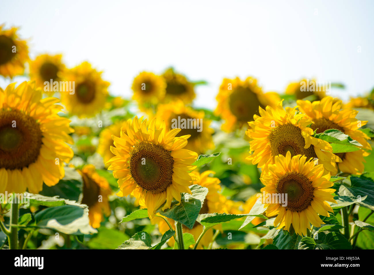 Domaine de beaux Tournesols lumineux contre le ciel bleu Banque D'Images