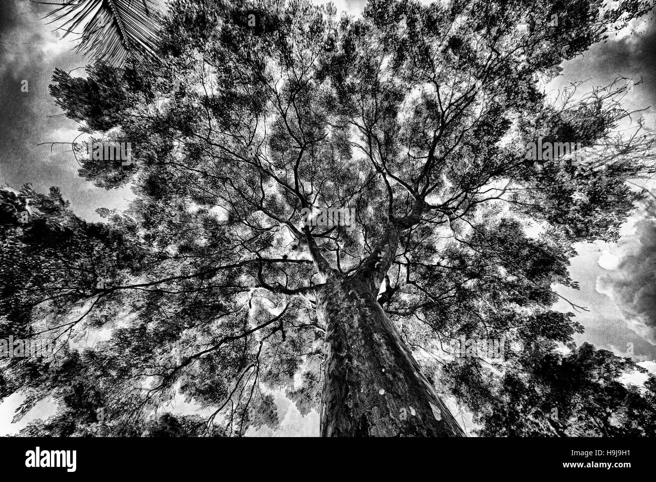 Bois de Fer en noir et blanc Banque D'Images