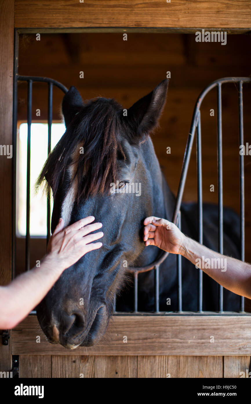 Deux personnes avc un cheval noir dans une étable. Banque D'Images