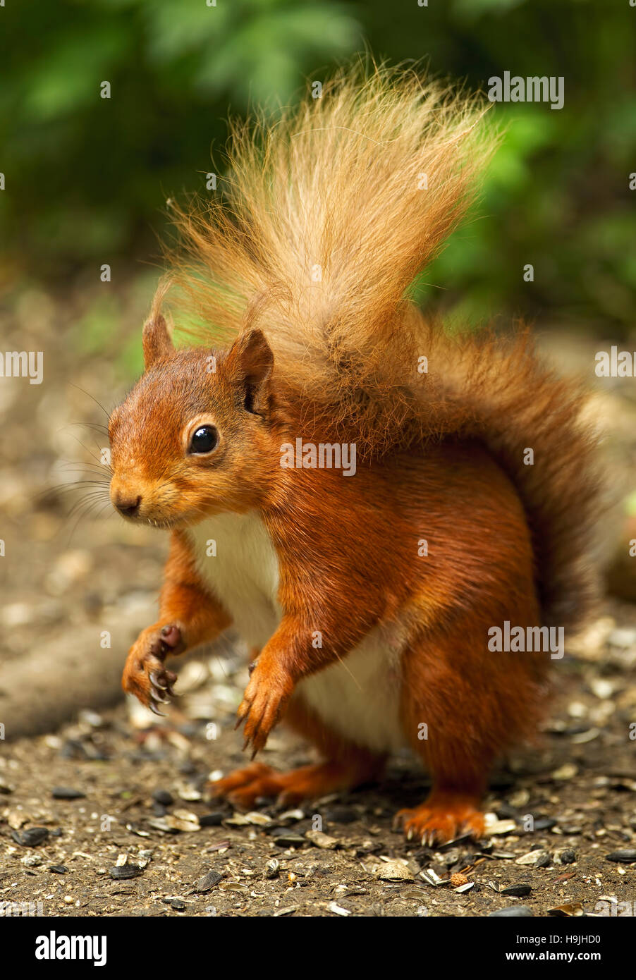 Écureuil rouge sur le sol à la recherche de nourriture Banque D'Images