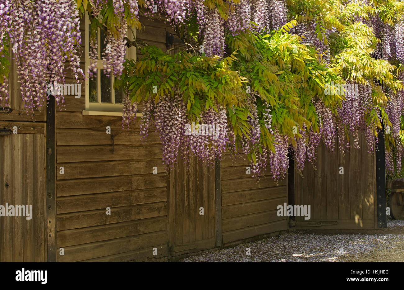 Glycine mauve plus de plus en plus d'un hangar en bois Banque D'Images