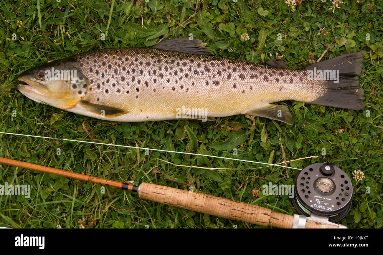 Fraîchement débarqué d'une truite brune sur une rivière dans le Hampshire, au Royaume-Uni avec la canne à pêche. Banque D'Images