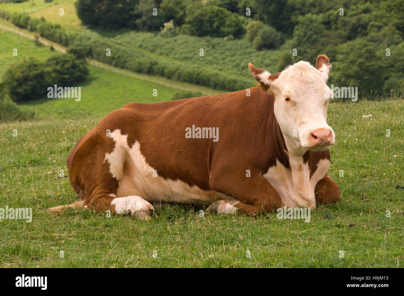 Une vache hereford herefordshire assis dans un champ. Banque D'Images