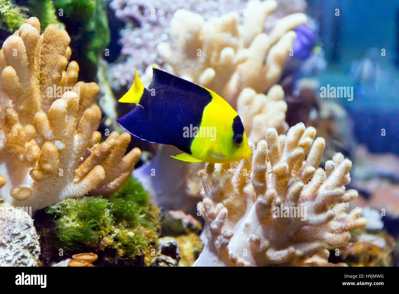 Photo d'aquarium poissons anges dans la Blue Water Banque D'Images