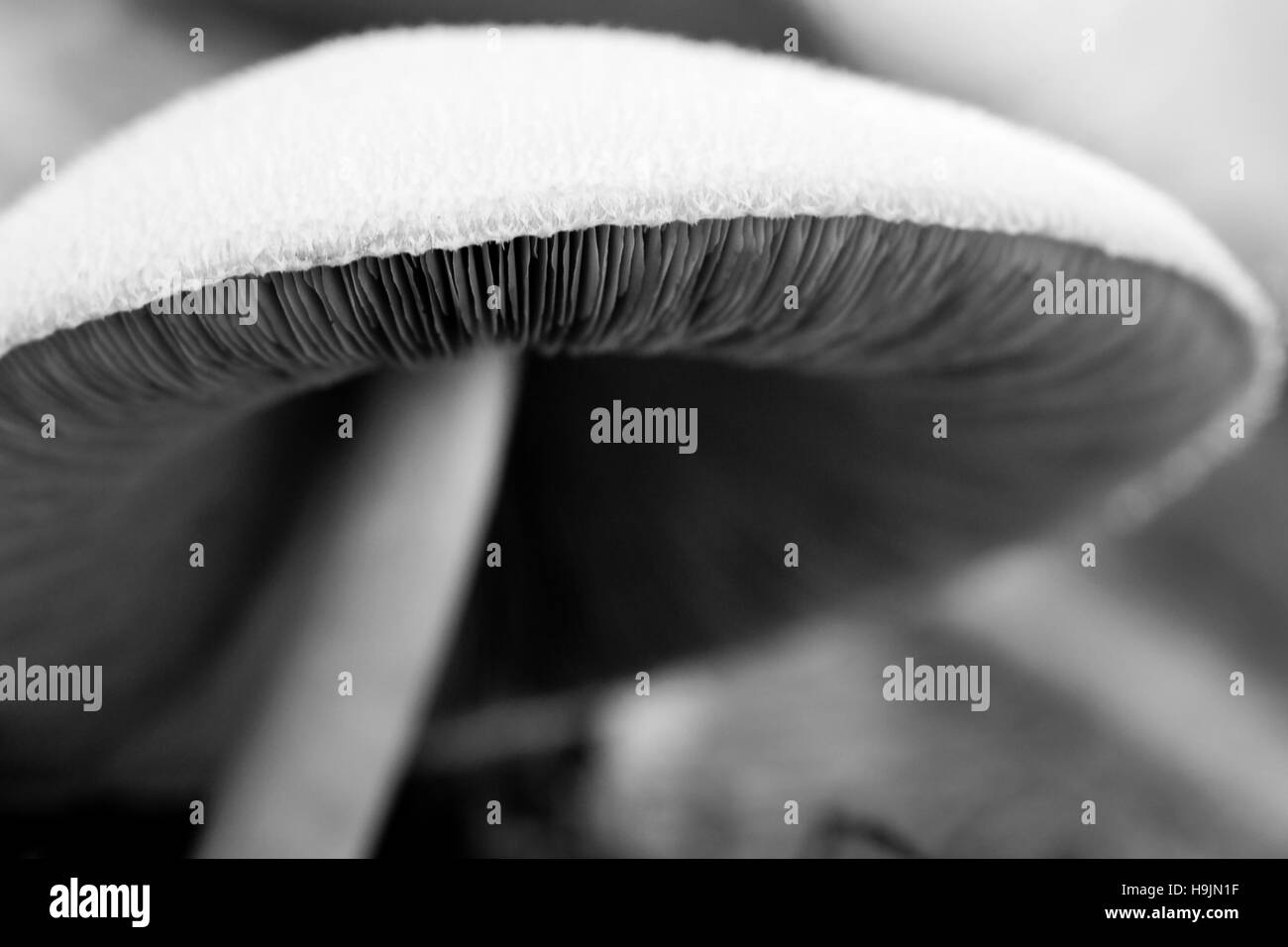 Noir et blanc de champignons sauvages close up Banque D'Images