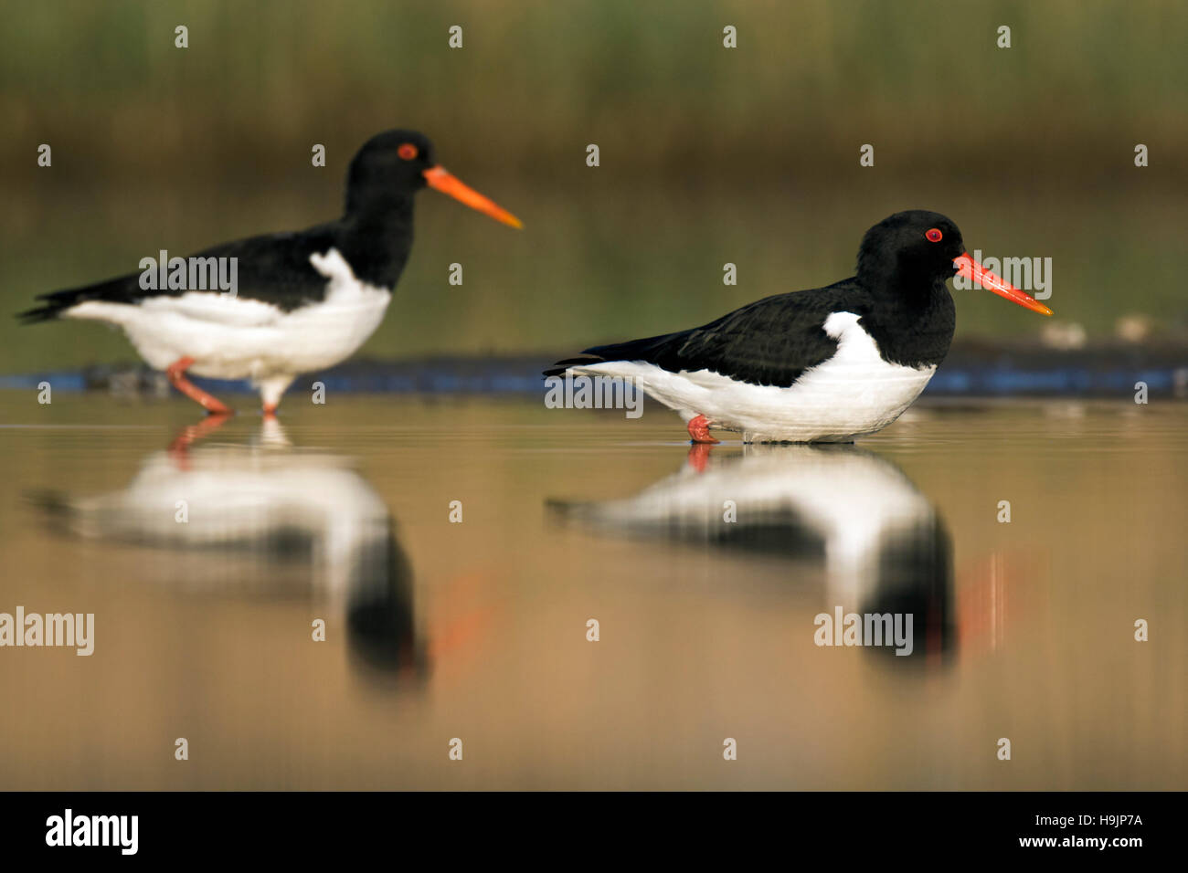 Deux d'eurasie / pied oystercatcher huîtrier commun (Haematopus ostralegus) se nourrissent dans les eaux peu profondes de l'étang dans des milieux humides Banque D'Images