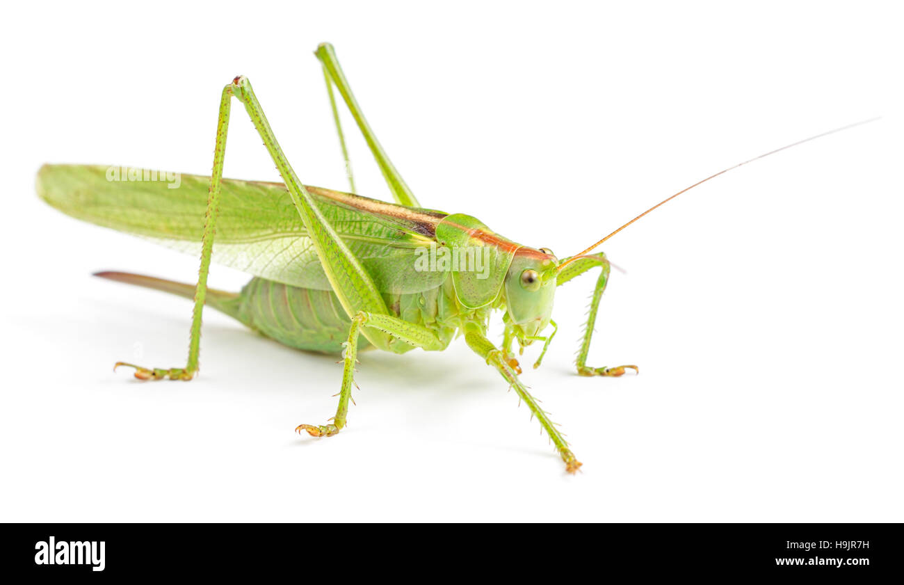 Grande sauterelle verte isolée sur fond blanc Banque D'Images