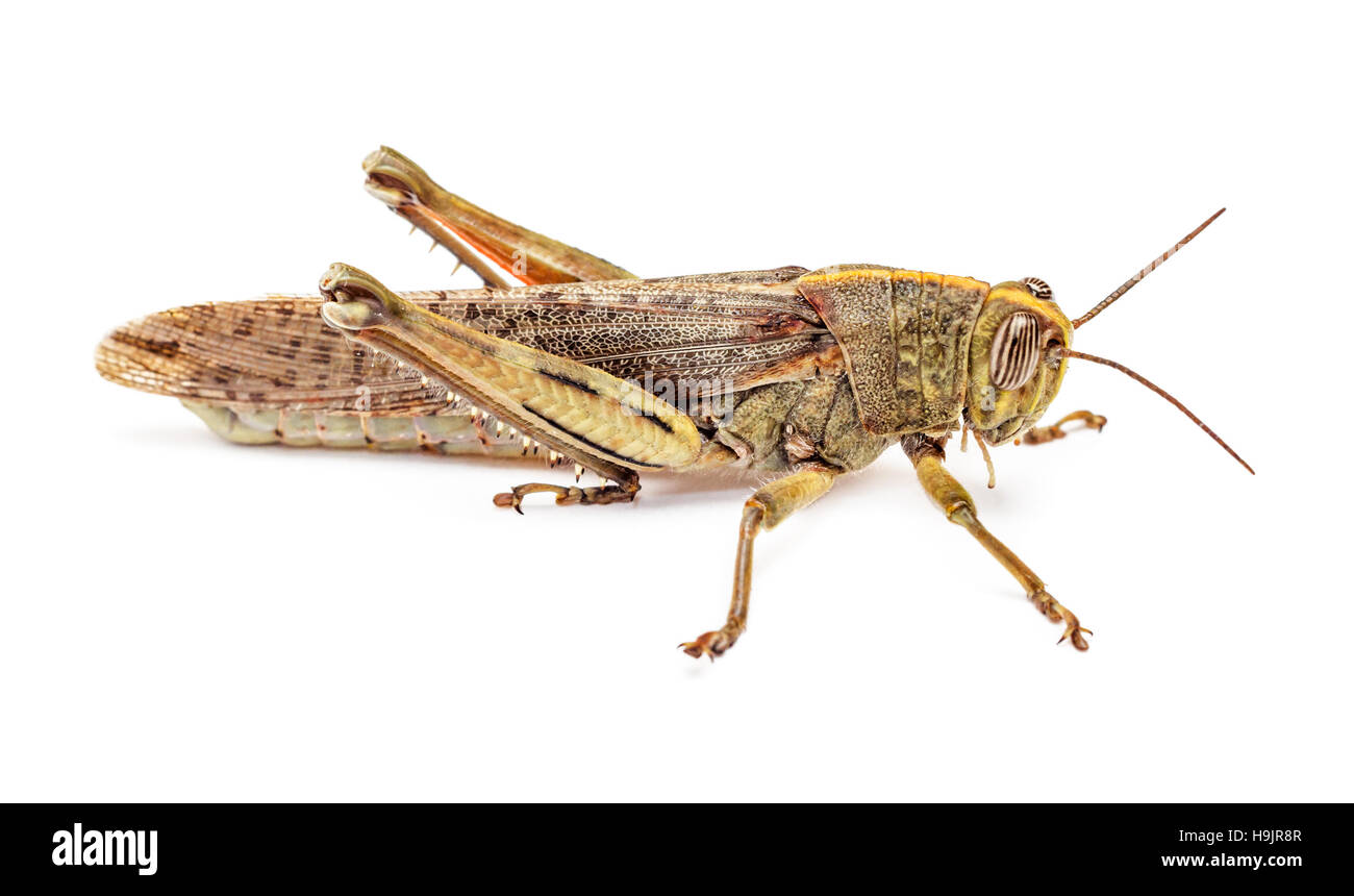 Locust isolé sur fond blanc. Vue de côté. Macro. Banque D'Images
