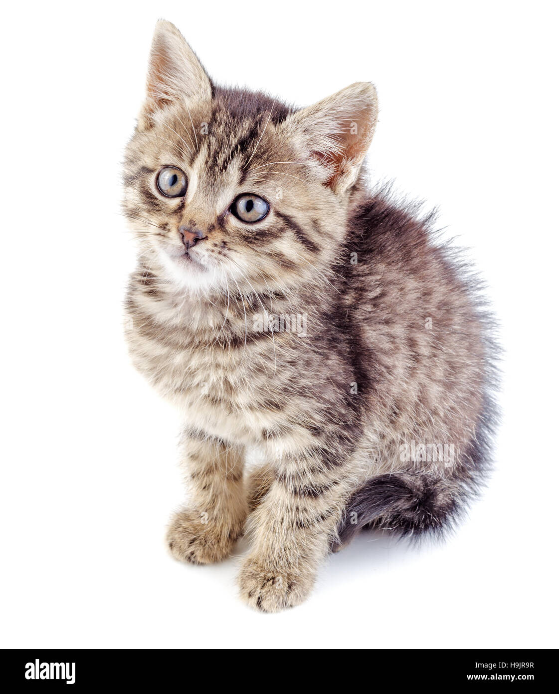 Chaton gris à rayures isolé sur fond blanc. Chaton de race pas rayé. Banque D'Images