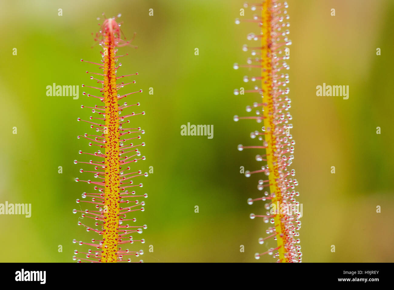 Plan Macro sur des feuilles collantes (Drosera capensis) Banque D'Images