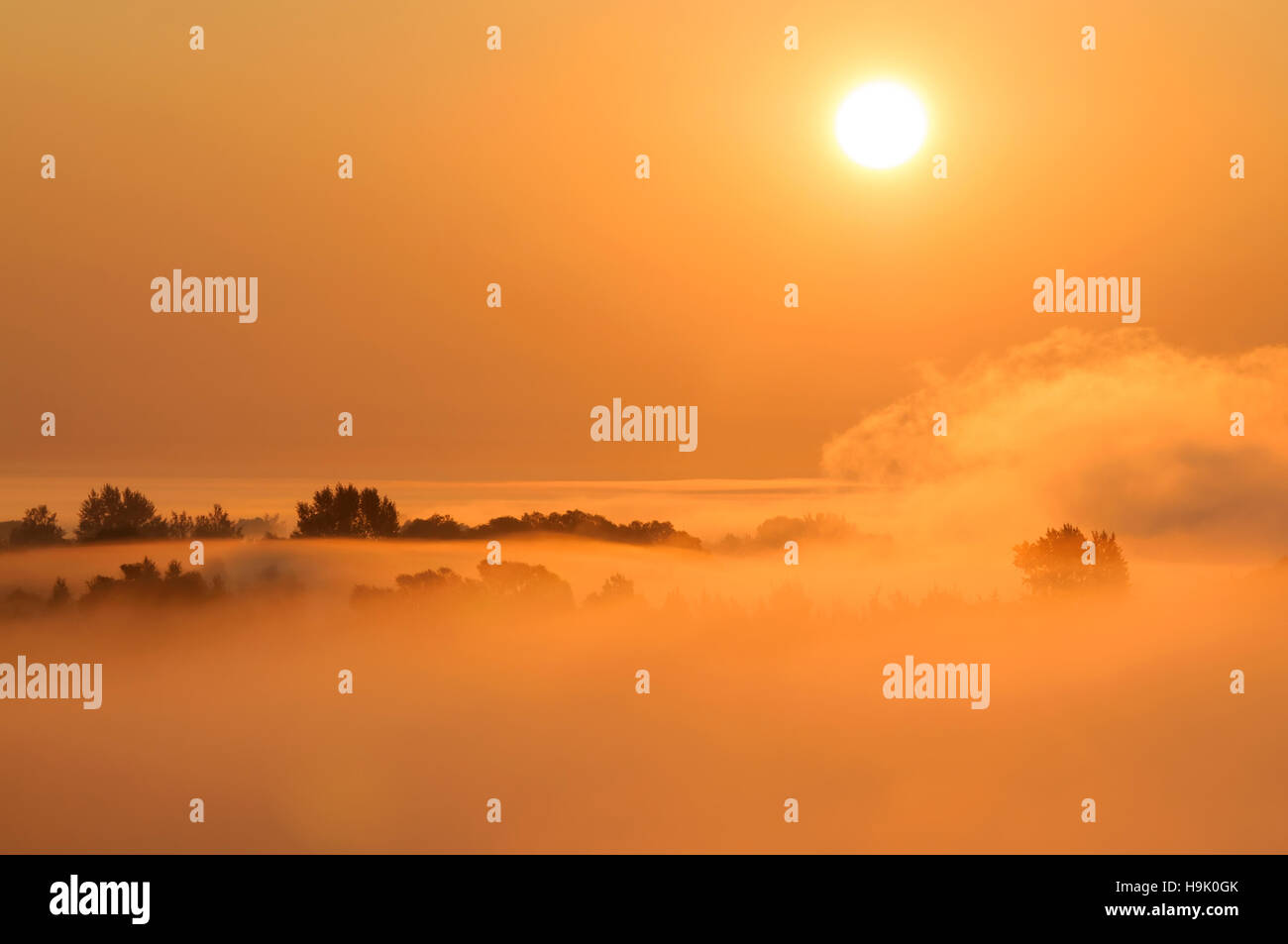 Matin brumeux scène avec arbres et le brouillard éclairé par de soleil levant. Banque D'Images